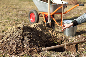 gardener is trying on a seedling of an apple tree in a dug hole for planting. Spring care for the garden tab