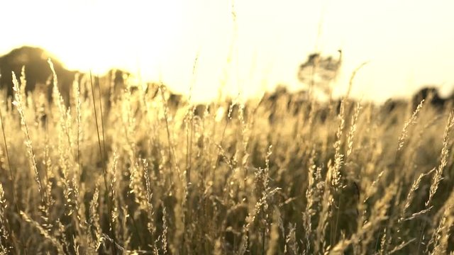 Slow motion zoom natural landscape with no filter color footage of beautiful walk in could windy prairie meadow wheat grain grass field in warm sun with sunset in golden light for vacation concept