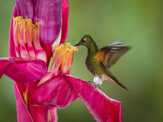 The Hummingbird is sitting on the beautiful red flower in the rain forest. Flying Buff-tailed Coronet, Boissonneaua flavescens with nice colorful background. ..
