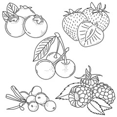 Set of hand drawing berries; doodle berries for stickers, posters, web design. Black and white vector illustration. - 318881595