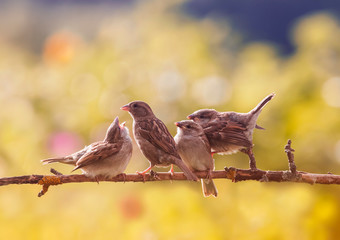  bird feeds its three funny little yellow mouthed Sparrow Chicks sitting on a branch in a summer Sunny garden