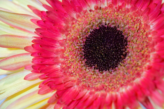 Pink and Yellow Gerbera