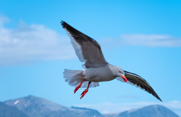 A beautiful dolphin gull (Leucophaeus scoresbii) over the harbor of Ushuaia with the Andes mountains in the background, Tierra del Fuego, Argentina.