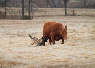 Dog Herding Cattle