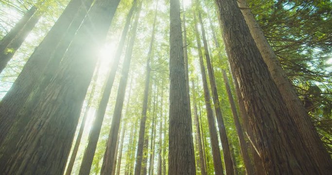 Californian redwood forest, Otway National Park, Australia