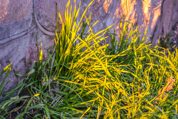 Sunny day. Bright green grass. Summer. Photo at dawn. The lights of a sun