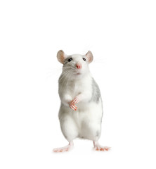 Funny rat standing on his hind legs over white