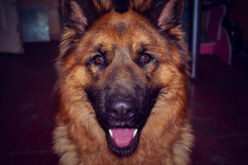 German Shepherd. dog muzzle with black  brown color. big predatory eyes