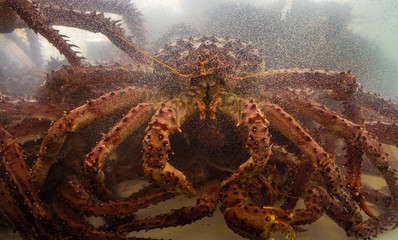 Southern King Crab (Centolla) (Lithodes santolla), Ushuaia, Argentina. © Luis