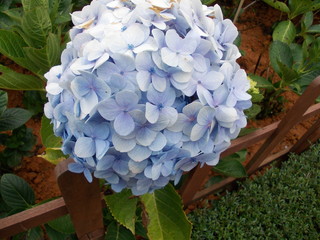 bouquet of white flowers