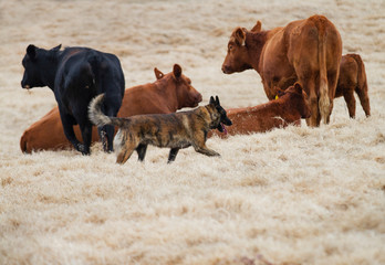 Fototapeta premium Dog Herding Cattle