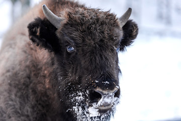 Jonge Europese bizon (Bison bonasus) Familieportret buiten in het winterseizoen