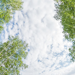 spring landscape of Green crown of trees against the sky. View of the sky through the trees from...