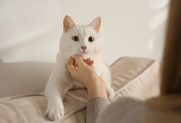 Young woman petting her beautiful white cat at home, closeup. Fluffy pet