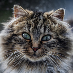 portrait d'un chat regardant l'objectif