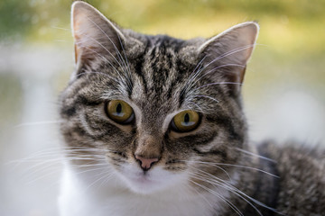 portrait d'un chat regardant l'objectif
