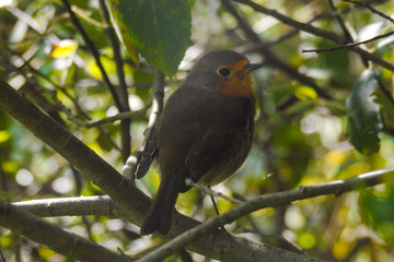 Pettirosso (Erithacus rubecola),primo piano tra i rami