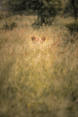 Lion hiding in the bushes of South Africa, Kruger National Park, South Africa