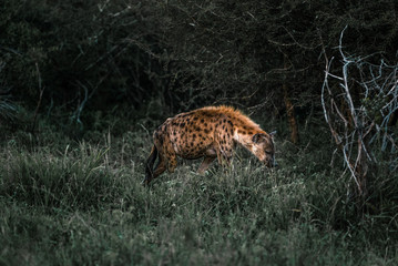 Hyena in the dawn, South Africa