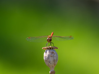 Common Darter Dragonfly, Symetrum Strriolatum