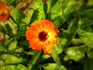 red flower in the garden