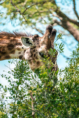 Eating giraffe close up in Kruger National Park, South Africa