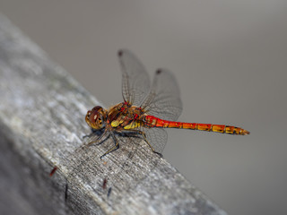 Common Darter Dragonfly, Symetrum Strriolatum