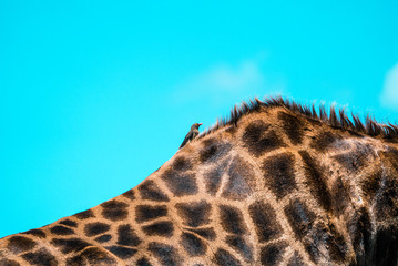 Bird sits on back of big giraffe in the Kruger National Park