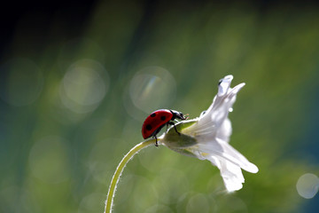 A little red ladybug from my garden