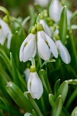 Fototapeta premium perce-neige