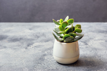 Succulent plant on dark background, place for text