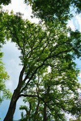 Obraz premium under a tree