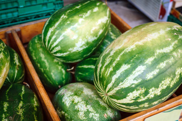 Greek watermelons in an outdoor shop. Big organic watermelons