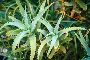 ALOE VERA PLANTS PHOTO. ORGANIC ALOE VERA