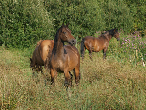 Group of Ponies