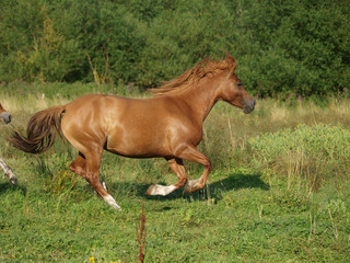 Obraz premium Running Horse