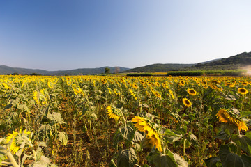 Fototapeta na wymiar Sunflower fields in Tuscany, Italy