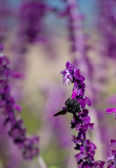 A bumblebee feeding on purple flowers of Woodland sage. Selective Focus on blurred background. Floral landscape.