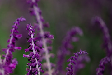 Obraz premium Purple flowers of Woodland sage. Selective Focus on blurred background. Floral landscape.