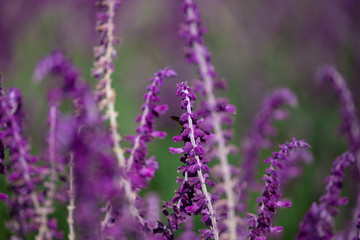 Purple flowers of Woodland sage. Selective Focus on blurred background. Floral landscape.