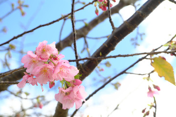 春の訪れを感じさせる第一陣の河津桜