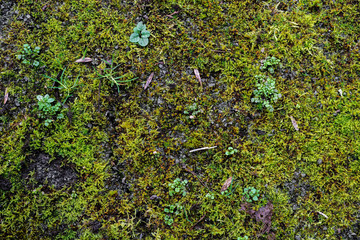 Mossy ground texture 1