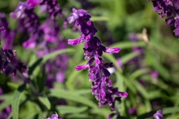 Fototapeta premium Purple flowers of Woodland sage. Selective Focus on blurred background. Floral landscape.