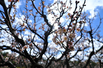 白い梅の花と清々しい大空