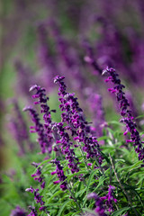 Purple flowers of Woodland sage. Selective Focus on blurred background. Floral landscape.