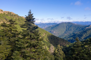Obraz premium parque natural de pinsapos en sierra Bermeja, Málaga