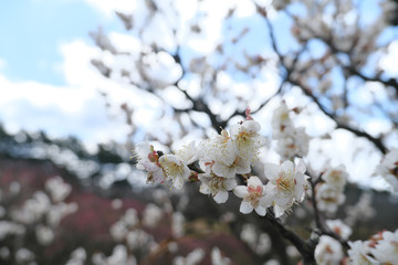 白梅の美しく咲き誇る花