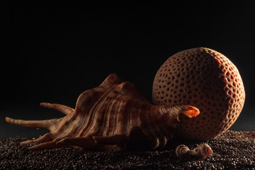 sea shells and corals on stones a dark background at sunset the copy space