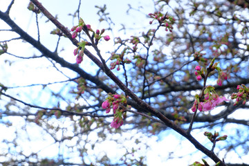 河津桜の咲き始め