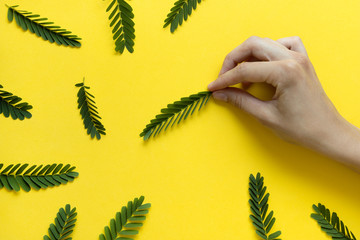 Womans hand holding a green branch on yellow background